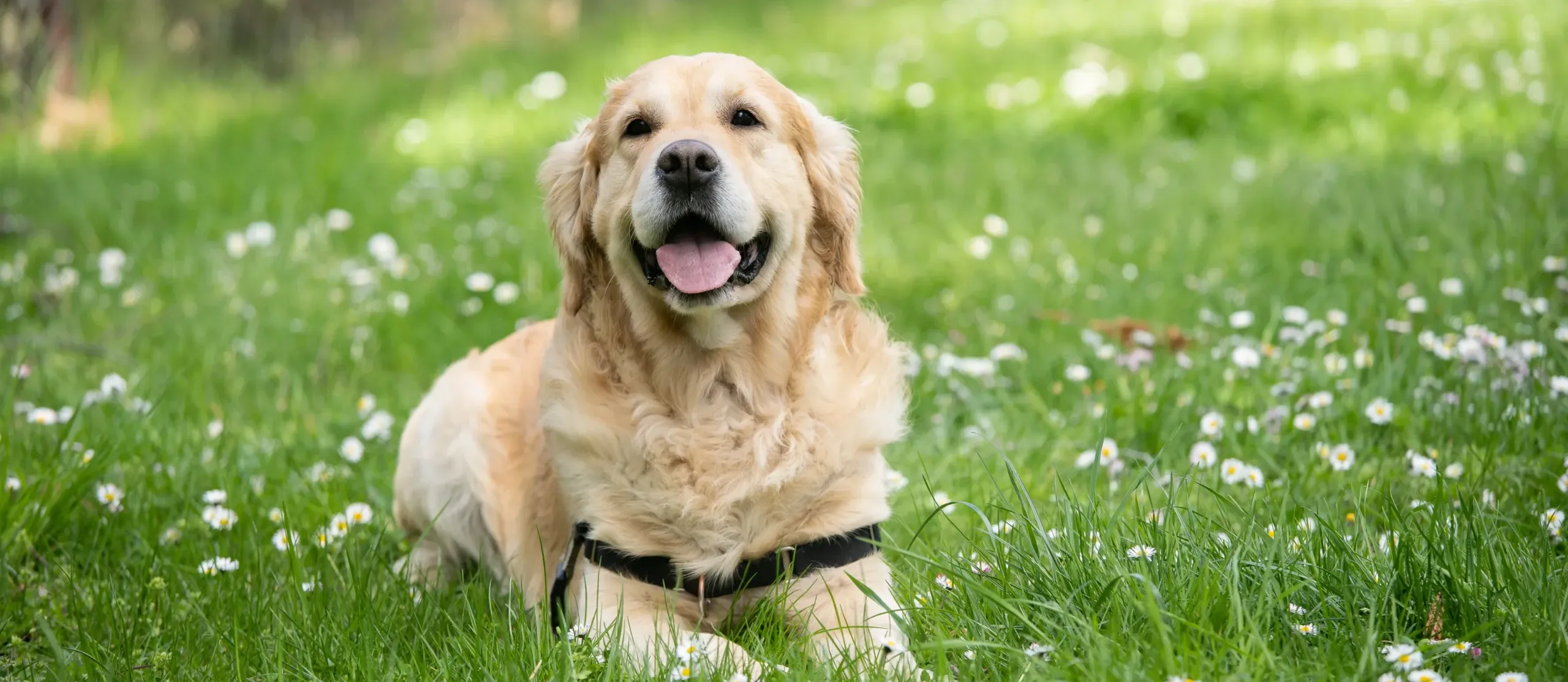 Golden Retriever dans un champ